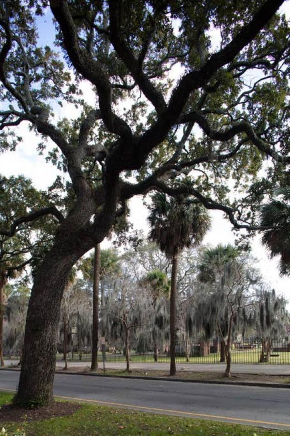 Newly Renovated 4 Bed 3 Bath And 2 Parking Spots Villa Savannah Exterior photo